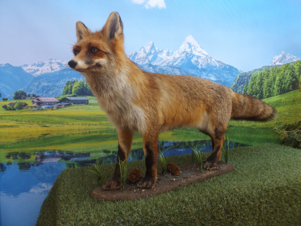 Fuchs Vollpräparat