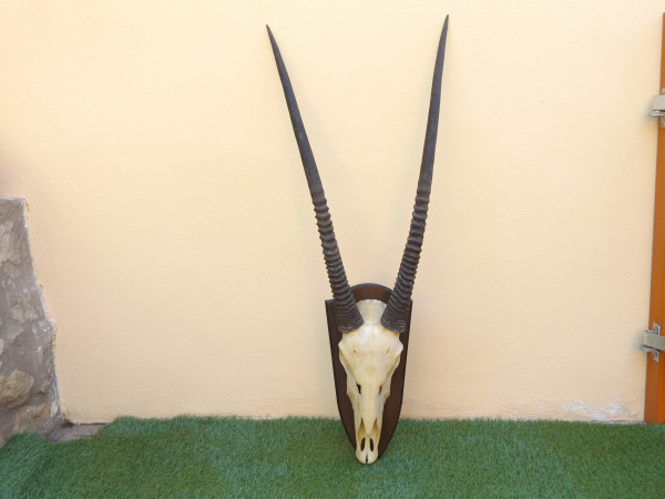 Oryx auf Brett