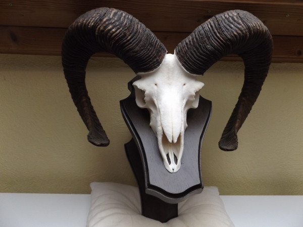 Mufflon - Trophäe wandfertig