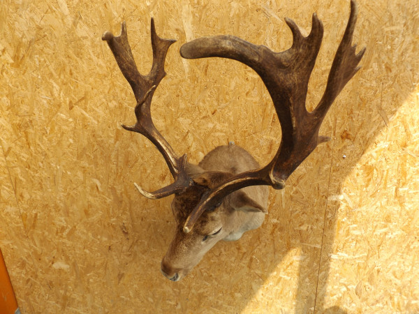 Damhirsch Kopf-Schulter-Präparat
