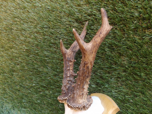 Rehbock Geweih Trophäe 386g netto