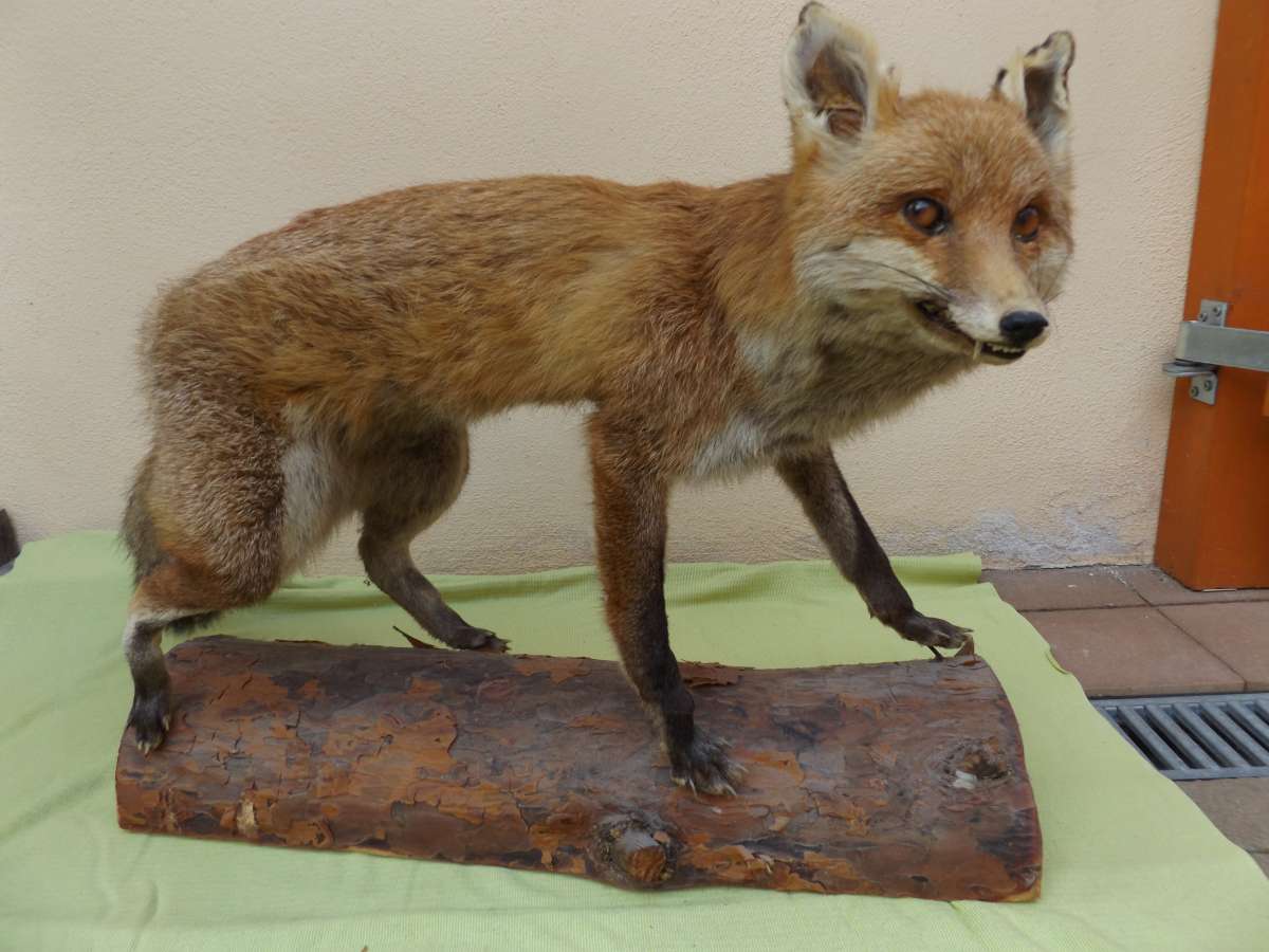 Präparation | Dörrschuck Trophäenparadies