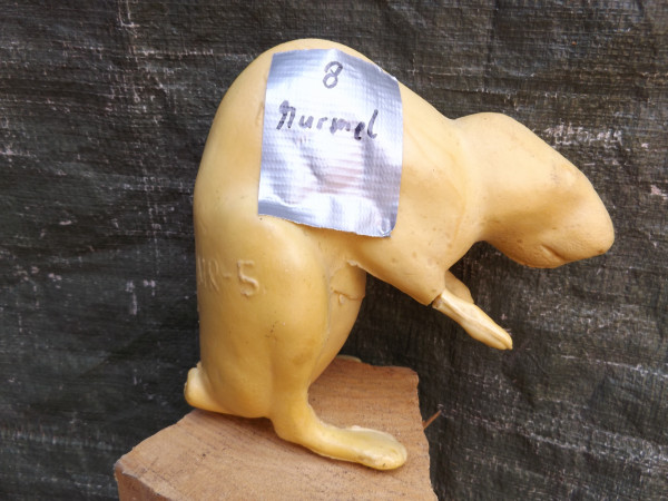 Murmeltier PU Form