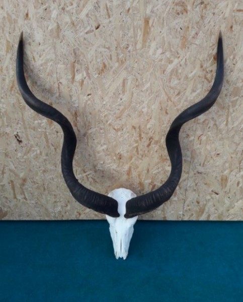 Kudu Trophäe