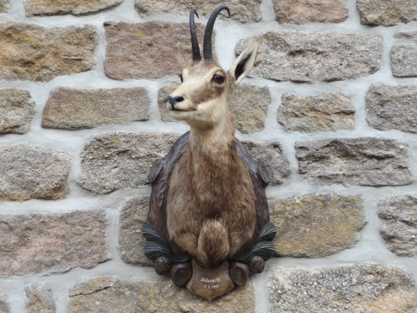 Gams Kopf-Schulter-Präparat