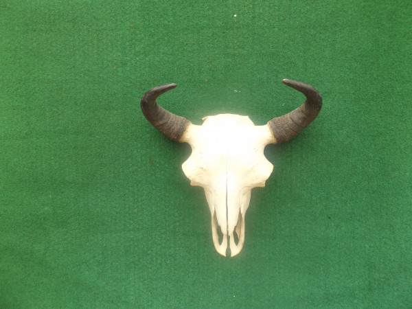 Bisontrophäe