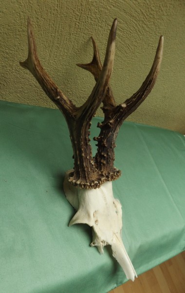 Rehbocktrophäe auf Brett, starker Sechser