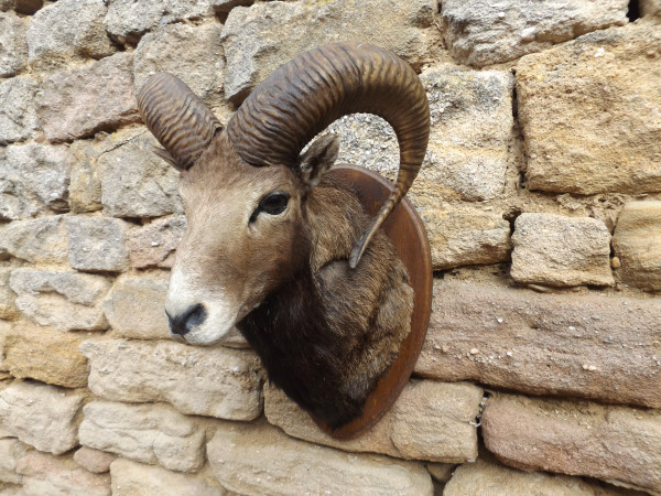 Mufflon Kopf-Schulter-Präparat