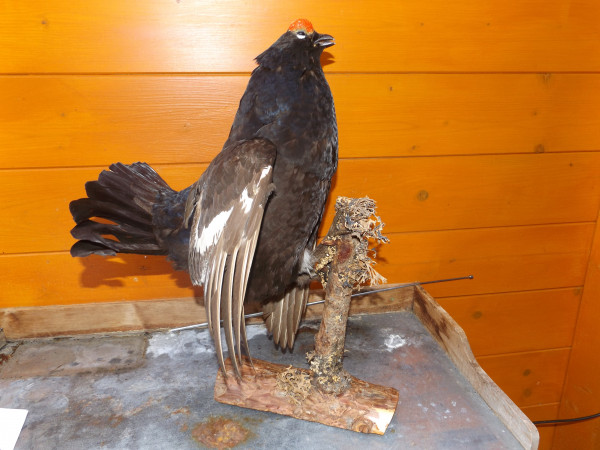 Birkhahn