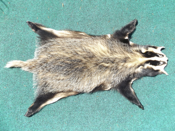 Dachsschwarte