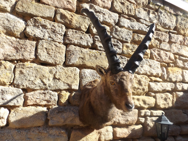 Steinbock Frisch - Präparat