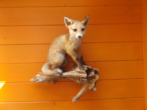 Jungfuchs Vollpräparat