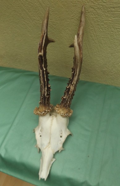 Rehbocktrophäe, sechser