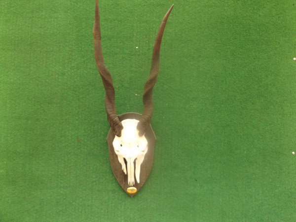 Elandantilope