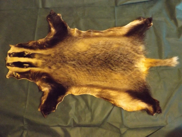 Dachsfell