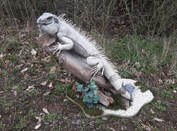 grüner Leguan Präparat