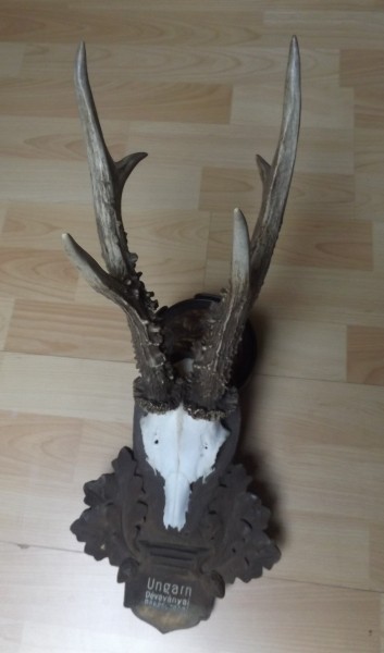 Rehbocktrophäe auf Brett, hochkapitaler sechser