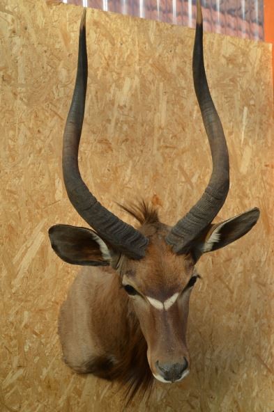 Nyala