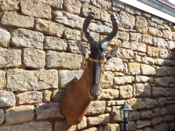 Hartebeest