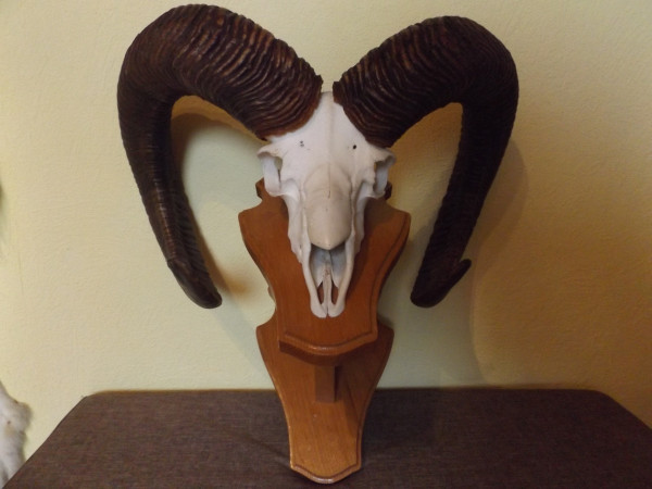 Mufflon - Trophäe wandfertig