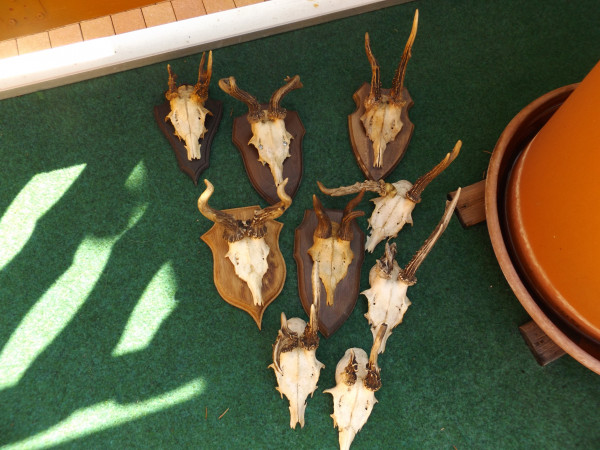 9 x Rehbock Trophäe abnorm mit Nase