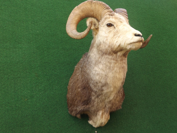 Kapitales Bighorn