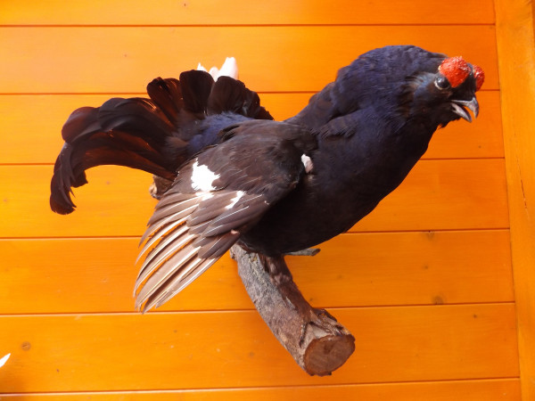 Birkhahn auf schöner Wurzel