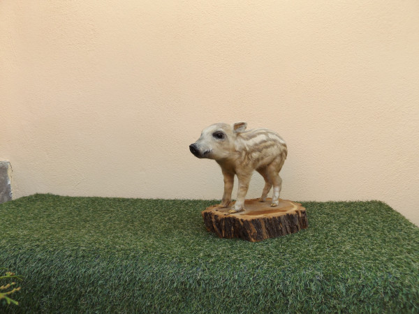 Frischling Vollpräparat