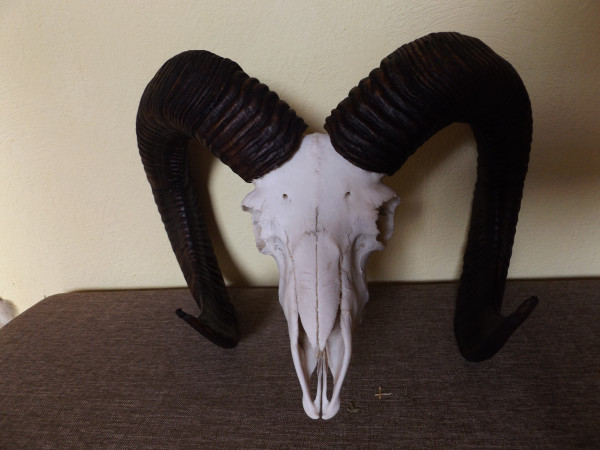 Mufflon Trophäe