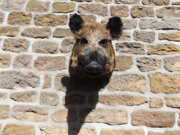 Keiler Kopf-Schulter-Präparat