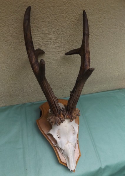 Rehbocktrophäe auf Brett, sechser