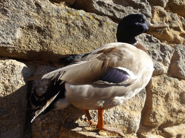 Ente Stockente Erpel Präparat