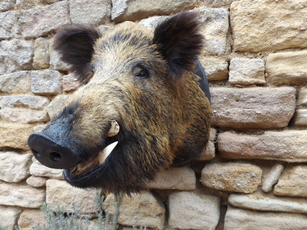 Wildschweinkeiler Kopf-Schulter Präparat