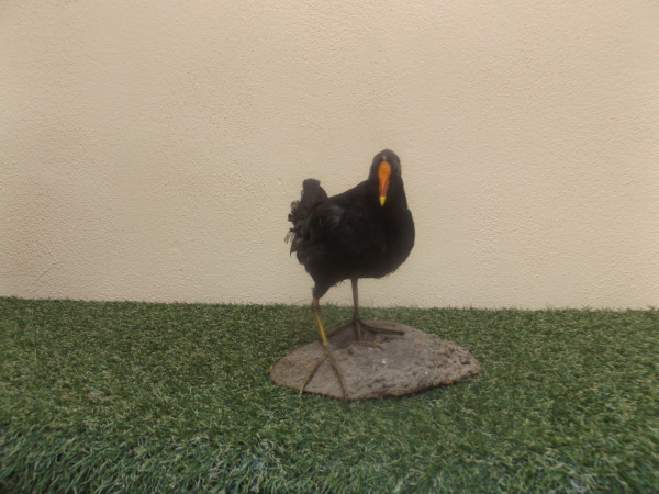 Teichhuhn Vollpräparat