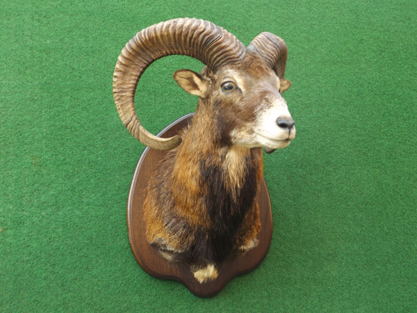 Mufflon Kopf-Schulter-Präparat