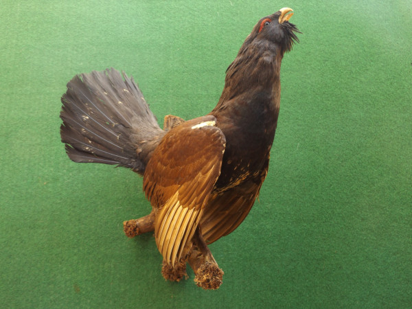 Auerhahn Vollpräparat