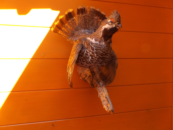 Haselhuhn