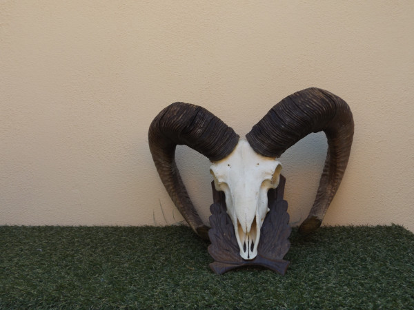 Mufflon Trophäe