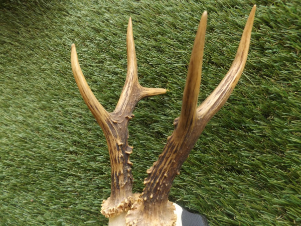 Reh Bock Trophäe Geweih Gehörn 6er 397g netto