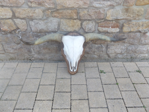 Galloway Trophäe