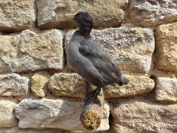 Teichhuhn Vollpräparat